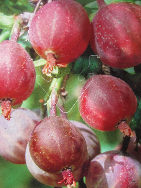 Hochstamm Ribes uva-crispa Captivator 1