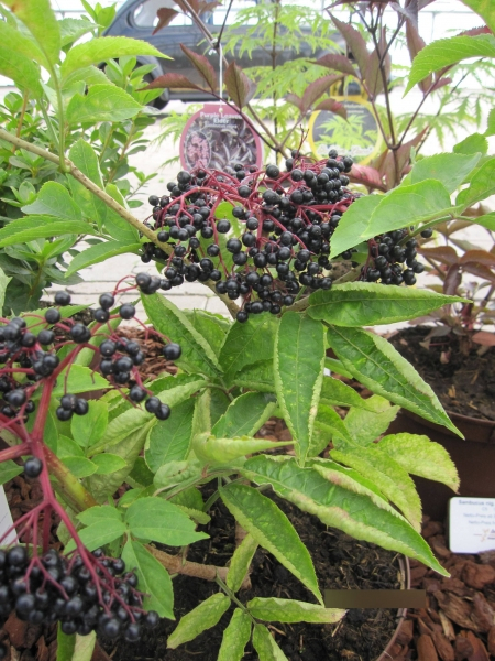 Großfrüchtige Fliederbeere Haschberg Schwarzer Holunder Sambucus Nigra ...