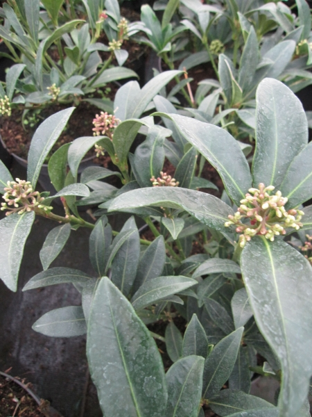 Skimmia japonica Foremanii3