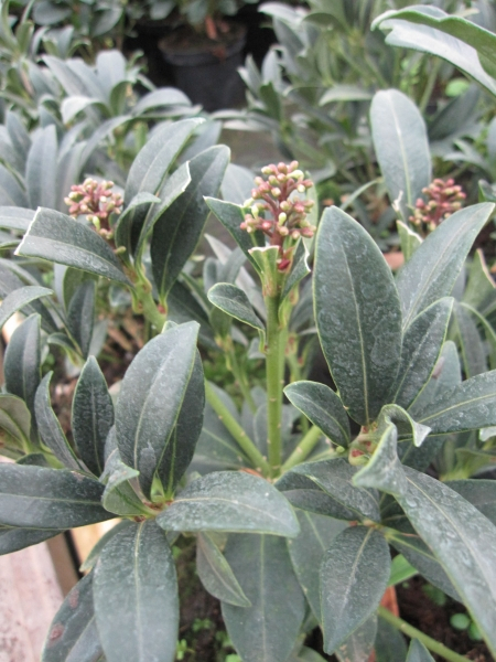 Skimmia japonica Foremanii1