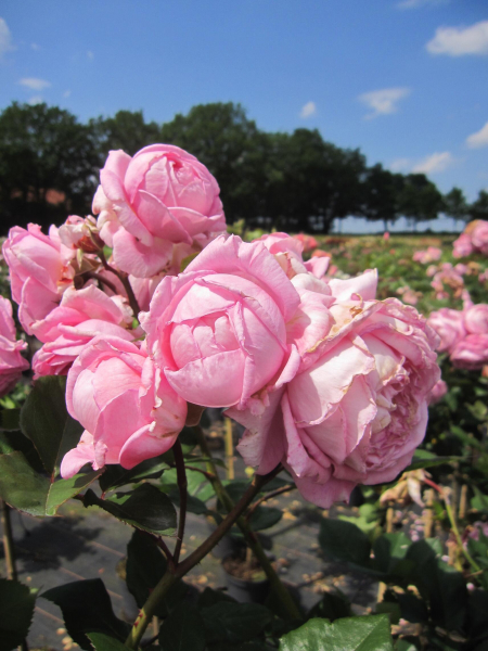 Rose Rosengräfin Marie Henriette 1