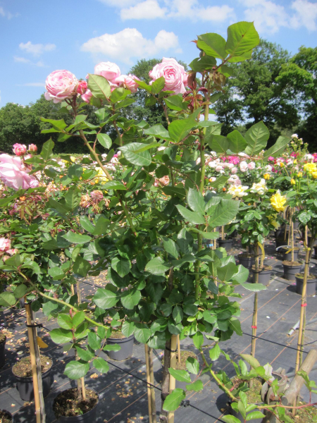 Rose Rosengräfin Marie Henriette 2