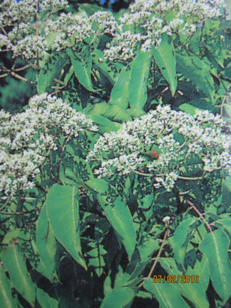 Tausendbluetenstrauch - Bienenbaum