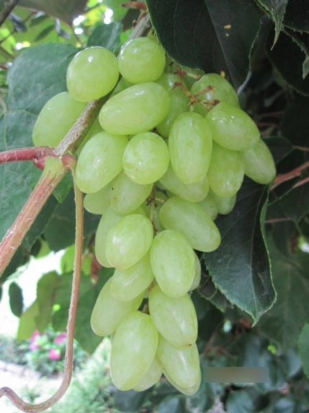 Vitis vinifera Centennial 1