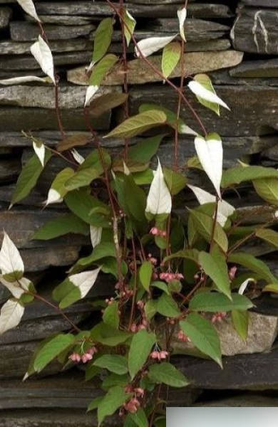 Actinidia pilosula