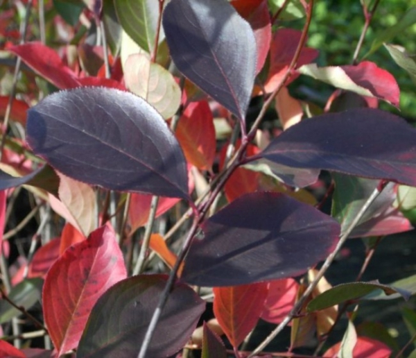 Aronia prunifolia Nero - Schwarze Apfelbeere -  erzeugt essbare kleine Früchte, die Äpfeln ähneln und besonders winterhart ist.