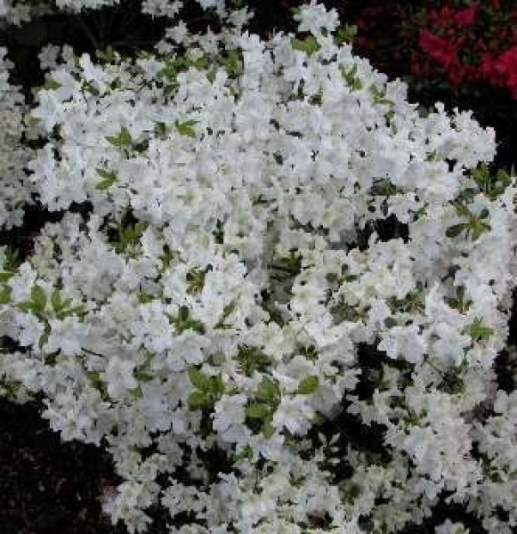 Azalea japonica Schneeglanz hat eine wunderschöne reinweiße Blüte.