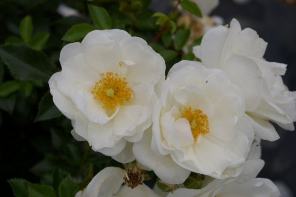 Beetrose Innocencia® - Rosa Innocencia® - reinweiß - Kordes-Rose - Rigo-Rose - ADR-Rose - hat einen buschigen, kompakten, aufrechten Wuchs.