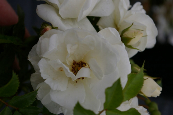 Beetrose Innocencia® - Rosa Innocencia® - reinweiß - Kordes-Rose - Rigo-Rose - ADR-Rose - zeichnet sich besonders aus durch einen gesunden, robusten Wuchs.