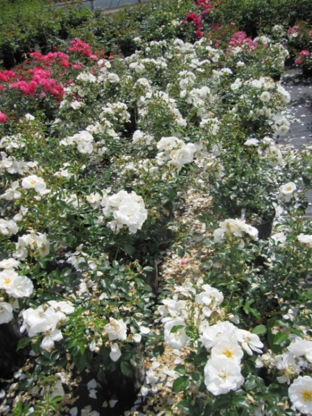 Beetrose Innocencia® - Rosa Innocencia® - reinweiß - Kordes-Rose - Rigo-Rose - bevorzugt sonnige Standorte.