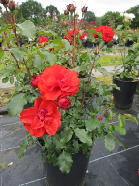 Beetrose Remembrance® - Rosa Remembrance® - orange-rot -Duft+ -  Harkness-Rose - wächst schön buschig, dicht und aufrecht.