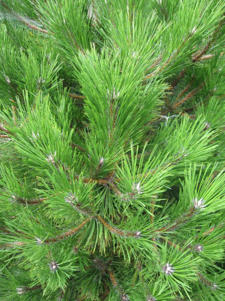 Pinus nigra Ruwer ist eine breitbuschig wachsende Schwarzkiefer