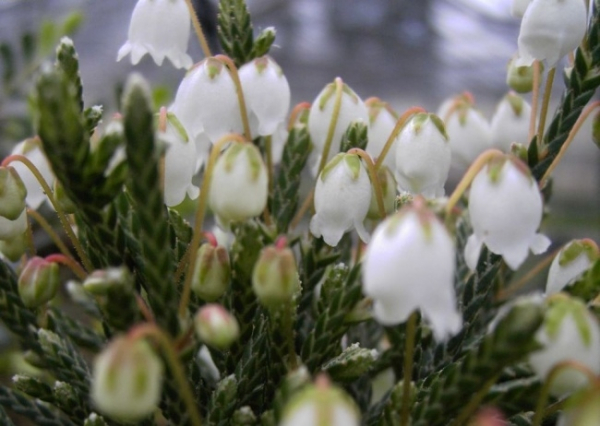 Cassiope tetragona Bearsden ist eine weißblühende Maiglöckchenheide. Der Wuchs ist kompakt. Die Pflanze ist sehr robust und frosthart.
