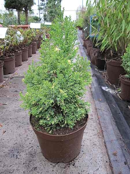 Chamaecyparis obtusa Saffron Spray 1