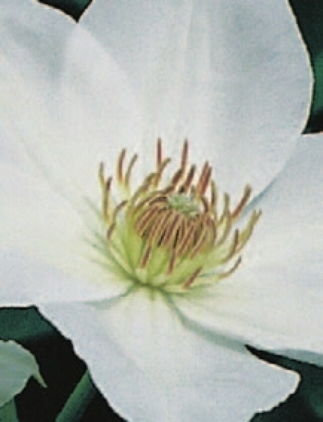 Clematis hybride Mrs. George Jackman hat eine wunderschöne weiße Blüte.