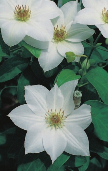 Clematis hybride Mrs. George Jackman hat eine wunderschöne große weiße Blüte.