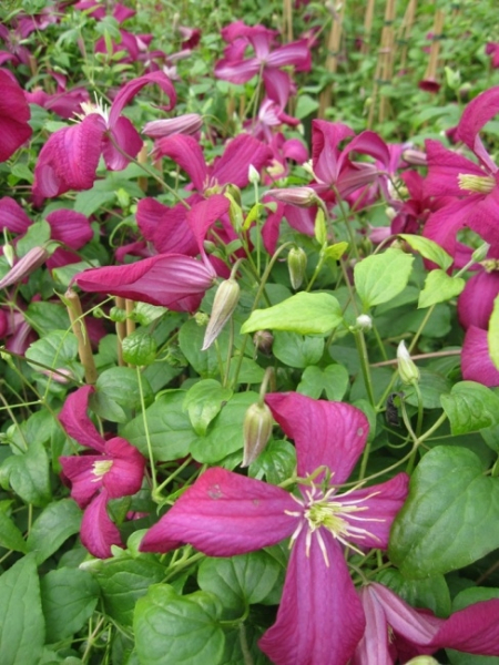 Clematis Viticella Madame Julia Correvon 60 100 Cm Waldrebe