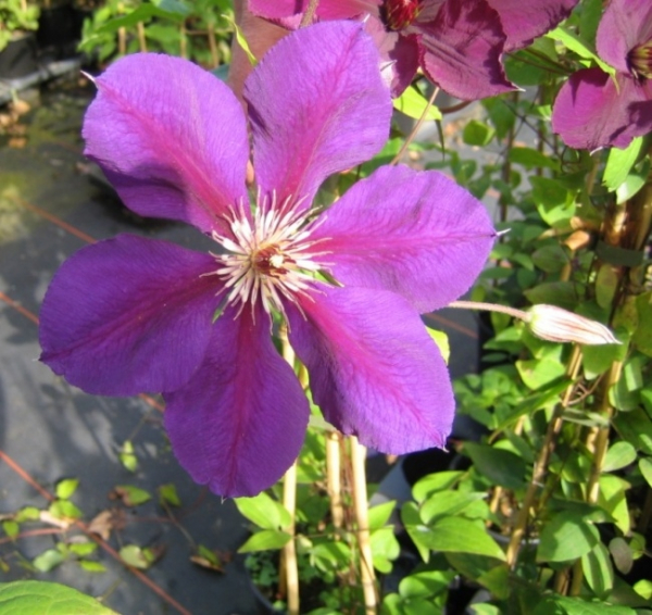 Clematis Viticella Viola 60 100 Cm Waldrebe Klematis