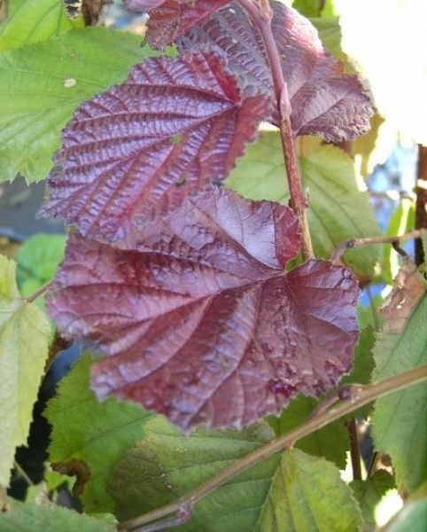 Corylus maxima Purpurea