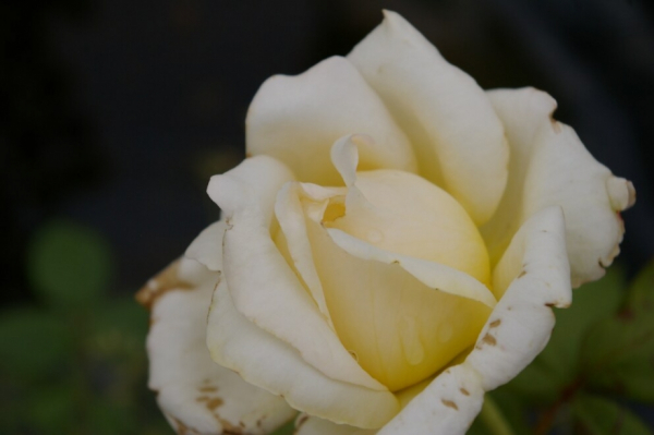 Edelrose Rosa Caroline Victoria® cremefarbend Duft++ benötigt einen humosen und gut durchlässigen Gartenboden.