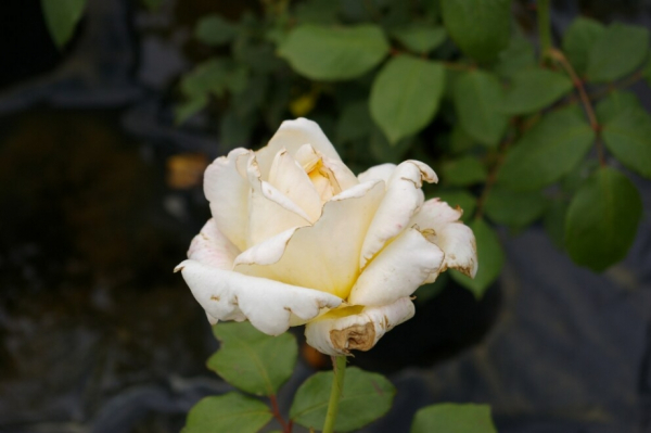 Edelrose Rosa Caroline Victoria® cremefarbend Duft++  wird ca. 90 cm hoch und 60 cm breit.