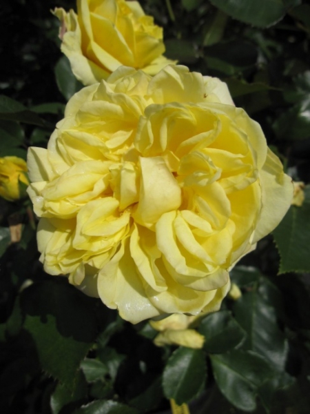 Die Beetrose Sunlight Romantica® - Rosa Sunlight Romantica® - leuchtend gelb - Duft+++ - Meilland-Rose - ist mit den leuchtenden, gelben, stark gefüllten, intensiv duftenden Blüten ein toller Blickfang im Garten.