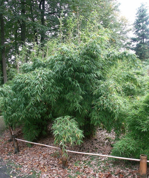 Fargesia murielae Jonnys Gigant® - immergrüner Garten- & Hecken-Bambus - ist anspruchslos an den Standort und besitzt eine sehr gute Winterhärte.