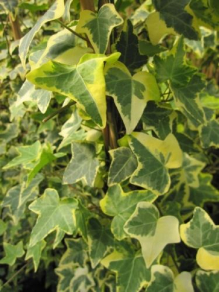 Hedera helix Goldchild -hat grüne Blätter mit gelbem Rand, die nicht vergrünen.