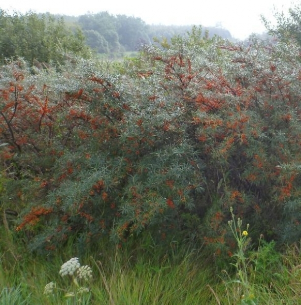 Hippophae rhamnoides Pollmix