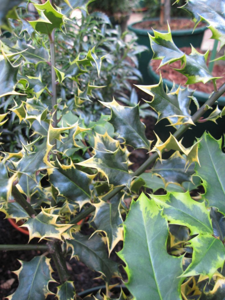 Ilex aquifolium Red Tips - Stechpalme Red Tips - wächst als immergrüner, winterharter Strauch buschig, aufrecht und pyramidal.