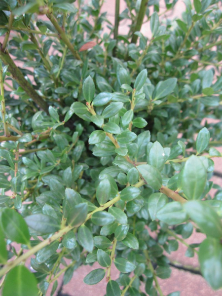 Ilex crenata Ellipta Convexa - Stechpalme Ellipta Convex - besitzt schmale, kleine glänzende Blätter. Der Standort sollte halbschattig bis sonnig sein.