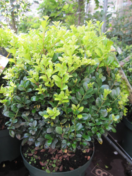 Ilex crenata Golden Rock® - Bergilex Golden Rock® - japanische Hülse - hat einen straffen und aufrechten Wuchs mit gelben Blattspitzen.