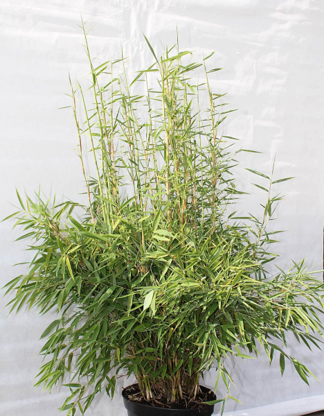 Hecken-Bambus-Fargesia-murieliae-Brillant-immergruen