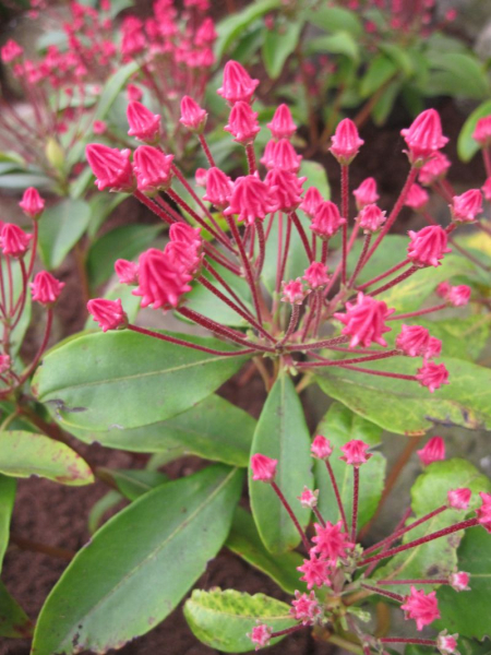 Kalmia latifolia Leuchtfeuer syn. Beacon - Lorbeerrose Leuchtfeuer - Berglorbeer - hat leuchtend rötlich-pinke, zahlreiche Blüten, die etwas größer sind als bei anderen Kalmien.