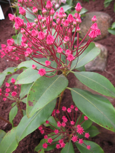 Kalmia latifolia Leuchtfeuer syn. Beacon - Lorbeerrose Leuchtfeuer - Berglorbeer - hat einen breitbuschigen, aufrechten Wuchs und matte Blätter. Die Winterhärte ist sehr gut.