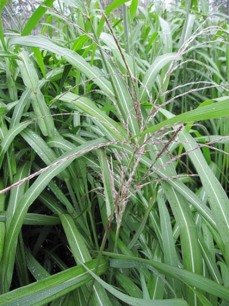 Miscanthus sinensis Silberfeder - Garten-Schilf ...