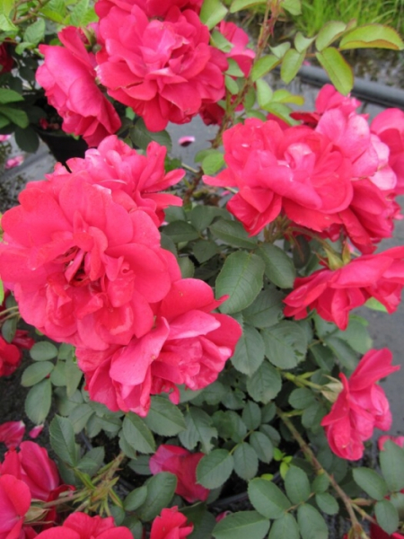 Parkrose Rosa Hansaland® leuchtend rot Duft- ist eine besonders robuste und winterharte Rosensorte.
