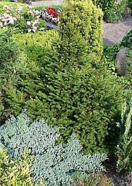Picea abies Wills Zwerg, Zwergrotfichte, besitzt eine sehr gute Winterhärte 