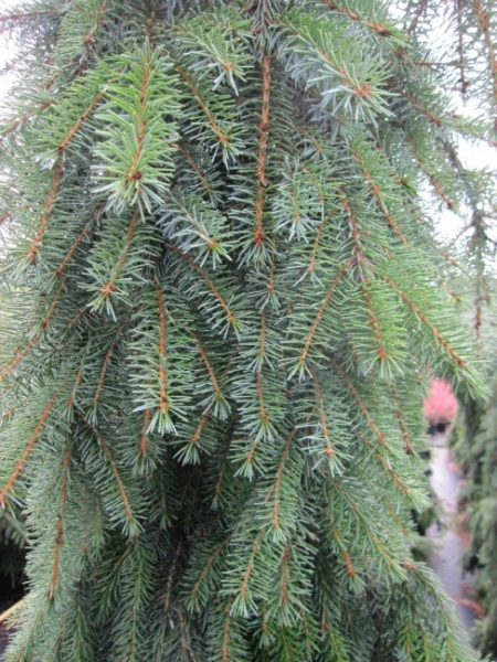 Picea omorika Pendula 2