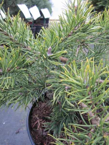 Pinus banksiana ist ideal fuer Steingarten oder Heidegarten