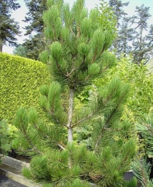 Pinus leucodermis (heldreichii) Satellit - Schlangenhautkiefer, bosnische Kiefer Satellit. Eine mittelstarkwachsende, kegelförmige Kiefer. Schöner und dichter Wuchs.
