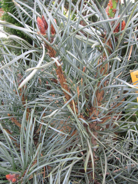 Pinus sylvestris glauca - Waldkiefer Glauca - blaue Waldkiefer - blaue Bergföhre - hat sehr dichtstehende, selberblaue, leicht gedrehte Nadeln.