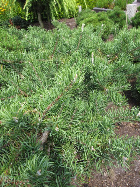 Pinus sylvestris Mitchs Weeping ist perfekt als Solitär im japanischen Garten