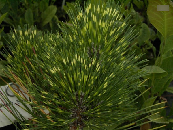 Pinus thunbergii Beni Kujaku