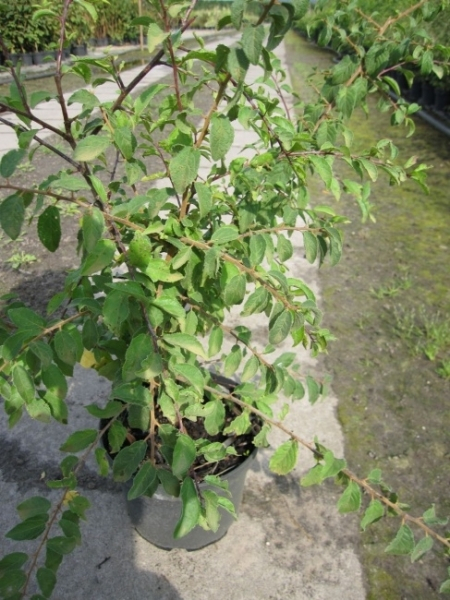 Prunus spinosa 3