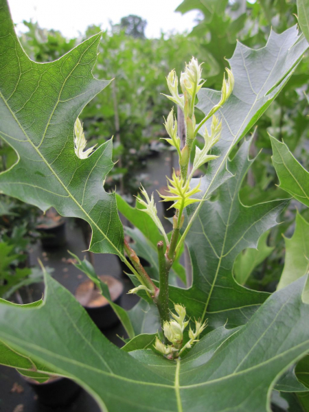 Quercus Palustris Green Pillar Saeulenfoermige Sumpfeiche