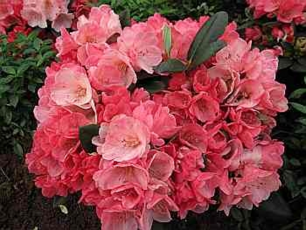 Rhododendron hybr. Julia hat eine wunderschöne dunkelrosa bis hellrosa Blüte.