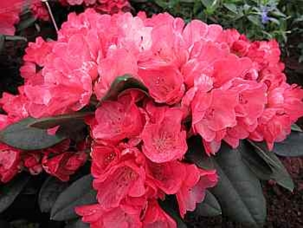 Rhododendron hybr. Julia hat eine dunkelrosa bis hellrosa Blüte.
