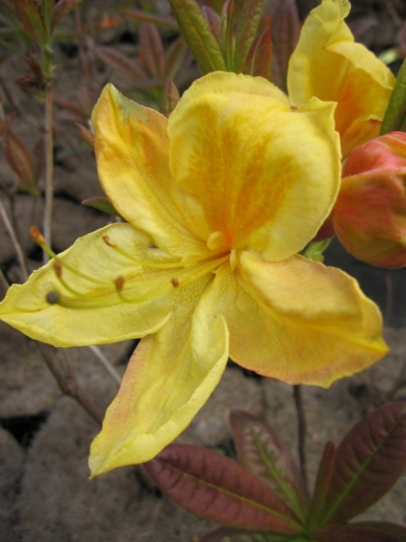 Rhododendron luteum Golden Sunset hat eine trichterförmige goldgelbe Blüte.