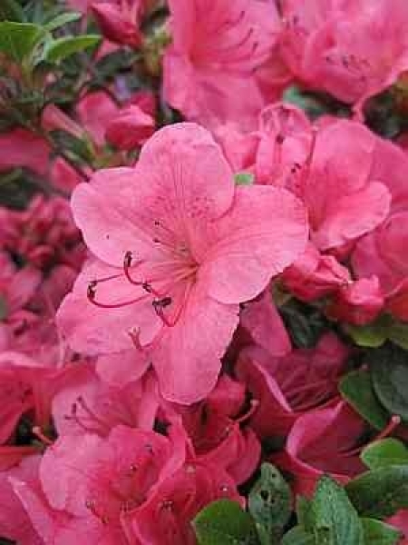 Rhododendron obtusum Little Red hat eine wunderschöne Blüte mit einer hellrosa Zeichnung.